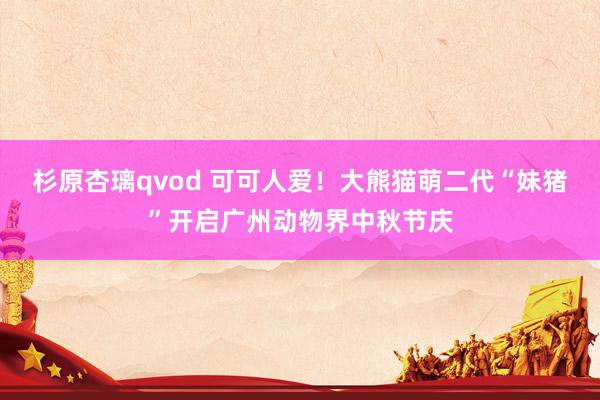 杉原杏璃qvod 可可人爱！大熊猫萌二代“妹猪”开启广州动物界中秋节庆